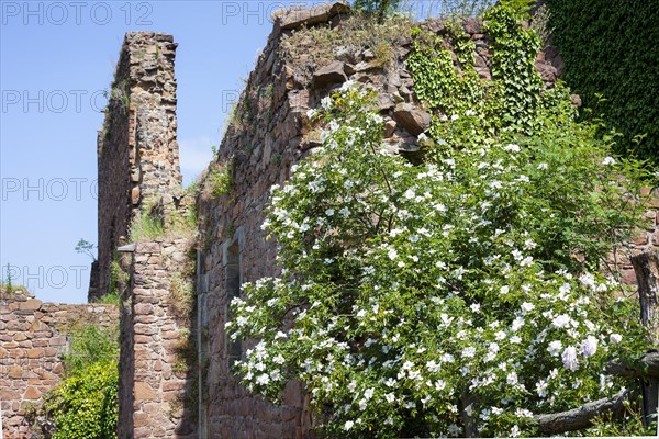 Dog rose (Caninae)