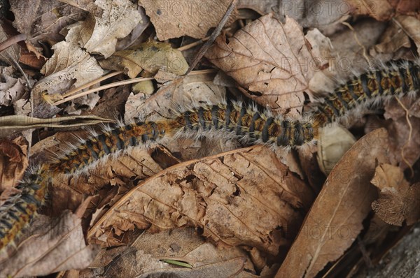 Pine Processionary (Thaumetopoea pityocampa)