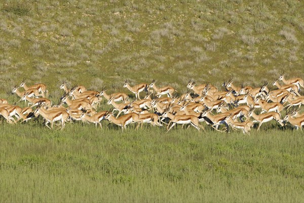 Springboks (Antidorcas marsupialis)