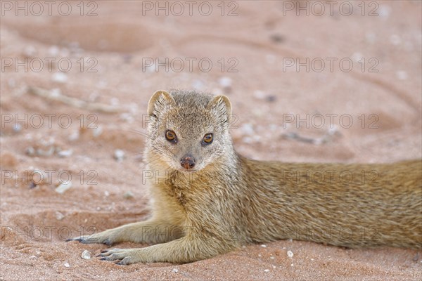 Yellow mongoose (Cynictis penicillata)