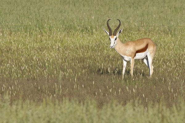 Springbok (Antidorcas marsupialis)