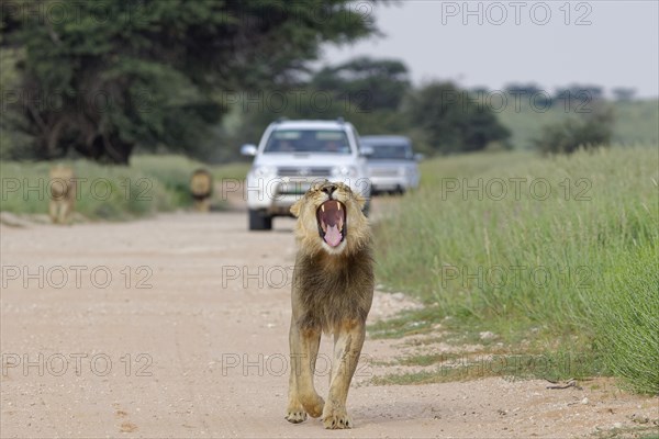 Black-maned lions (Panthera leo vernayi)