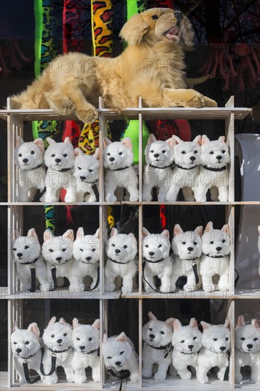 Shop window with toy dogs