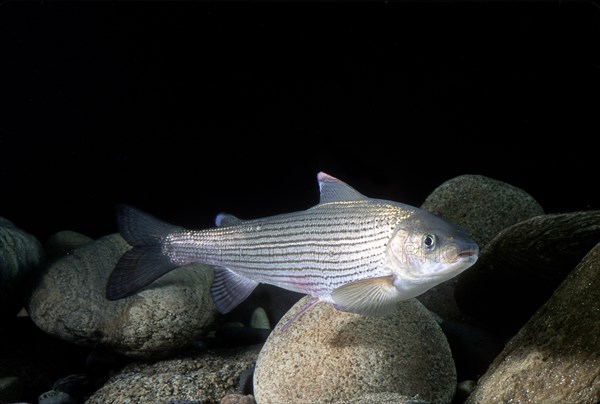 Grayling