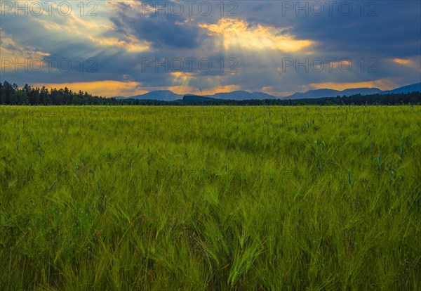 Grain field at sunset