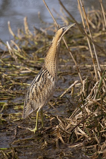 Eurasian bittern (Botaurus stellaris)