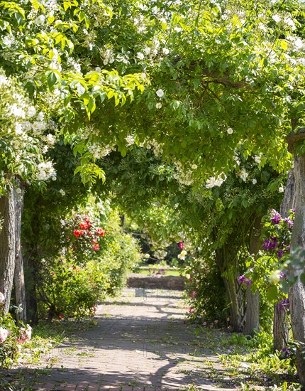 Way with Rose arch and hedges (rosa)