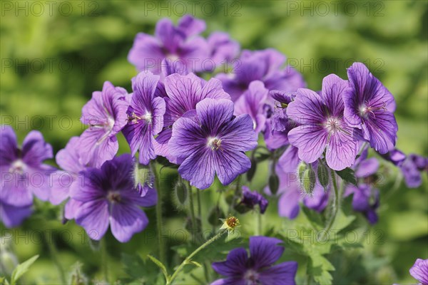 Cranesbill (Geranium) purple flowers
