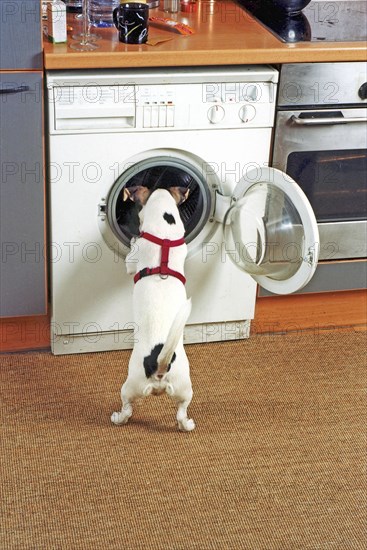 Jack Russell looks into a washing machine