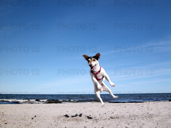 Jack Russell Terrier on the beach