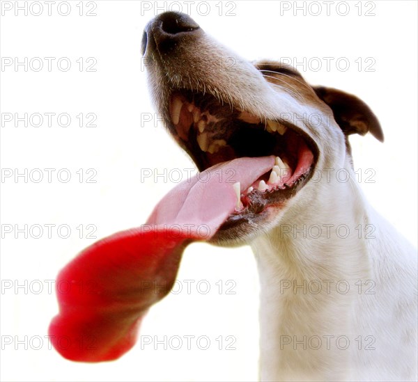 Jack Russell with long tongue