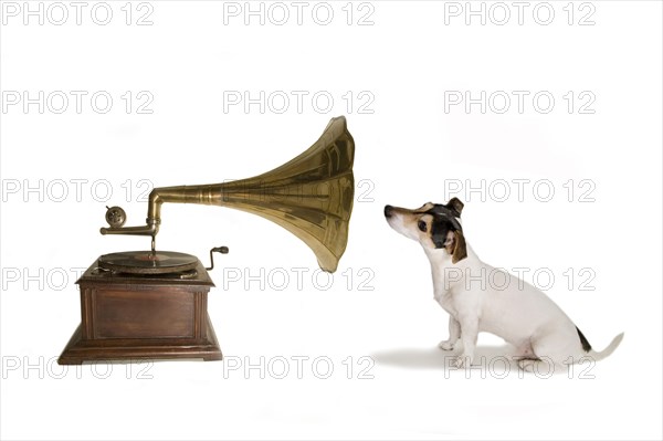 Jack Russell with gramophone