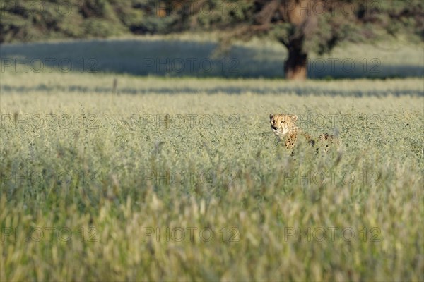 Cheetah (Acinonyx jubatus)