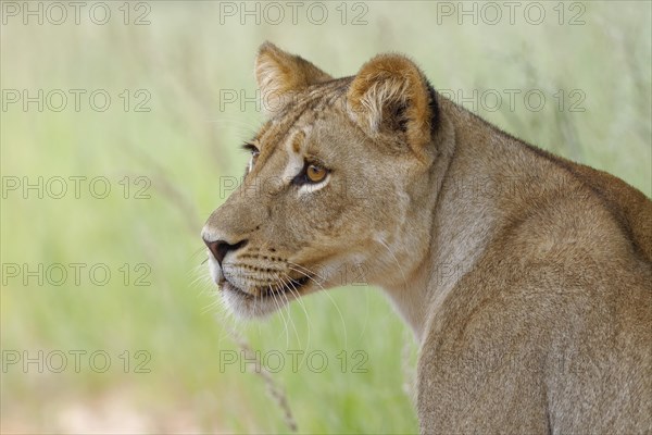 Lioness (Panthera leo)