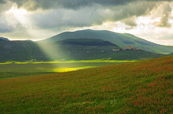 Red flowering field with sunbeam and the village of Castellucio behind it