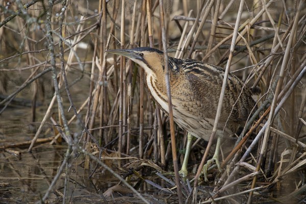 Eurasian bittern (Botaurus stellaris)