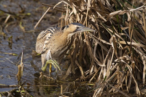 Eurasian bittern (Botaurus stellaris)