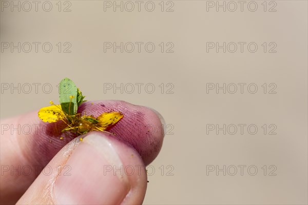 Common St John's wort (Hypericum perforatum)