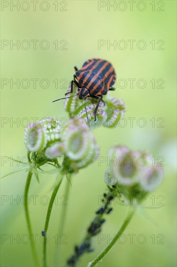 Italian striped-bug (Graphosoma italicum) sits on the fruit of Mediterranean hartwort (Tordylium apulum)