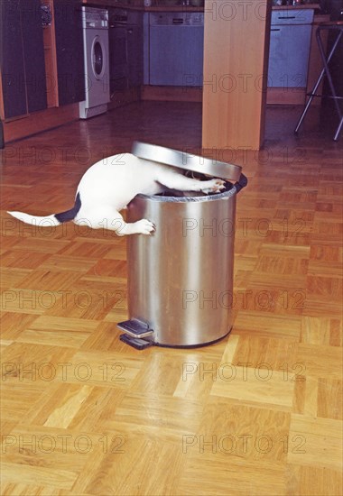 Jack Russell Terrier tries to raid the trash can