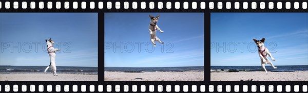 Jack Russell Terrier on the beach