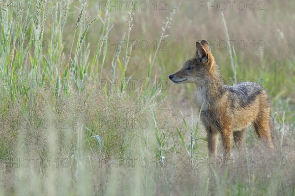 Black-backed jackal (Canis mesomelas)