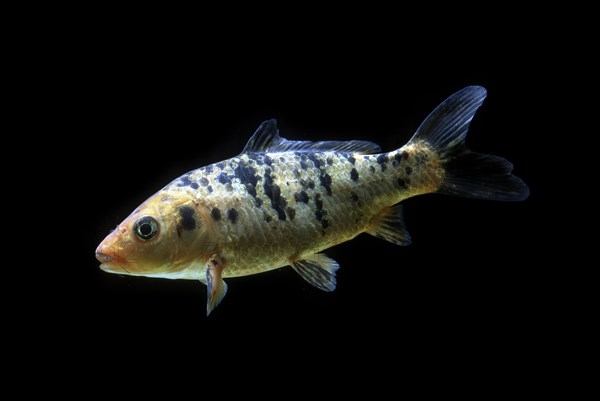 Ornemental koi carp