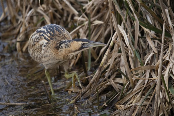 Eurasian bittern (Botaurus stellaris)