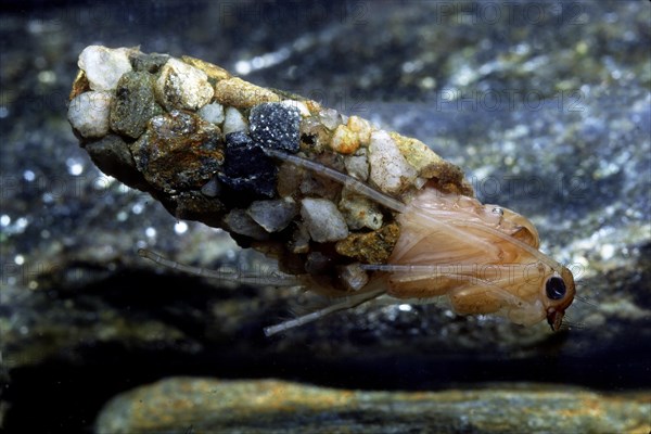 Caddisfly larva (Trichoptera)