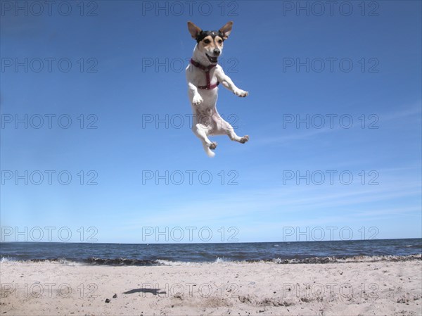 Jack Russell Terrier on the beach