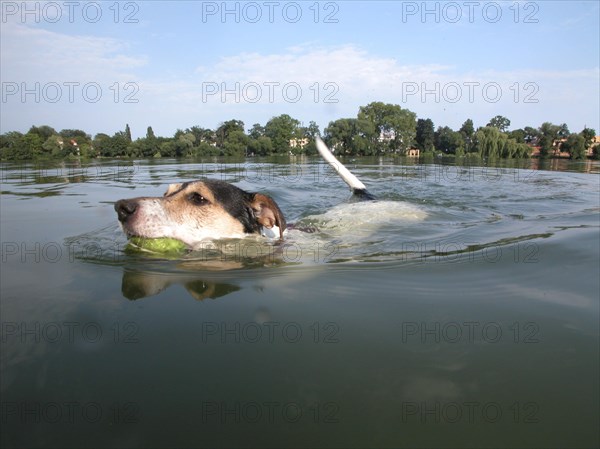 Jack Russell Terrier swims
