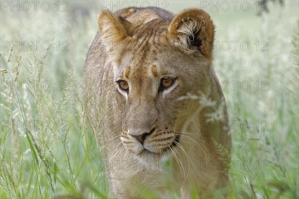 Lioness (Panthera leo)