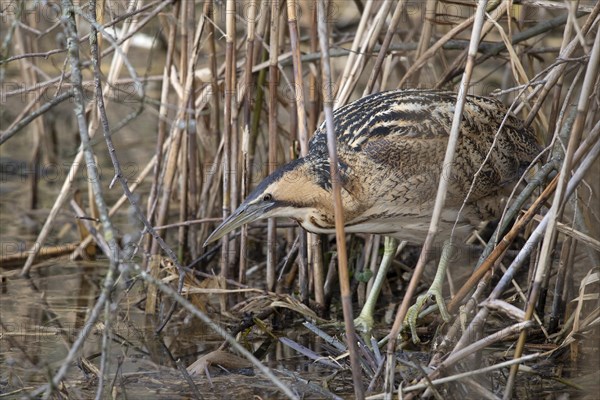 Eurasian bittern (Botaurus stellaris)