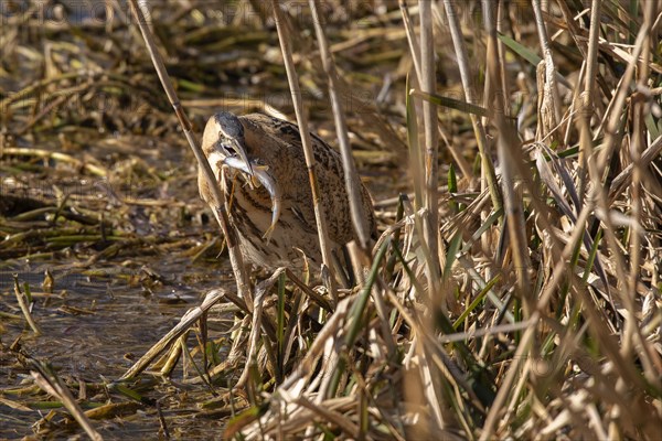 Eurasian bittern (Botaurus stellaris)