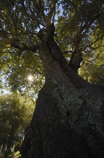 Cork oak (Quercus suber)