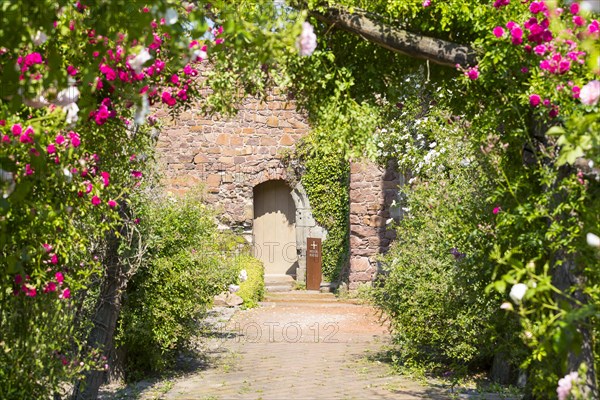 Way with Rose arch and hedges (rosa)