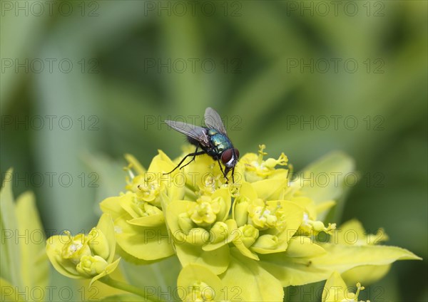 Golden fly (Lucilia sericata) on Spurge (Euphorbia)