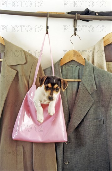 Jack Russell Terrier in the handbag at the coat rack