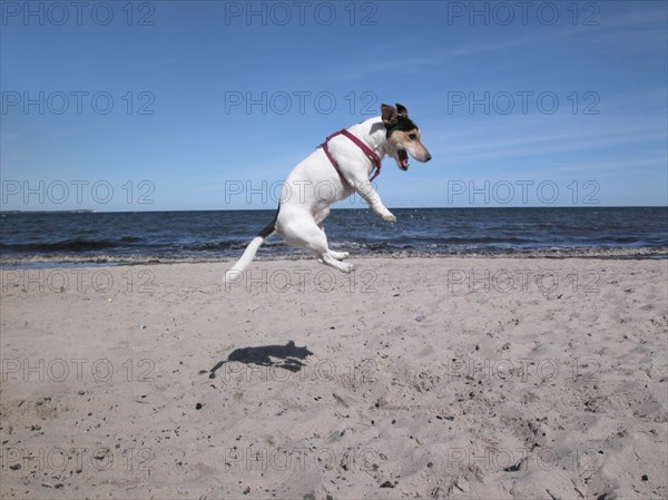 Jack Russell Terrier on the beach