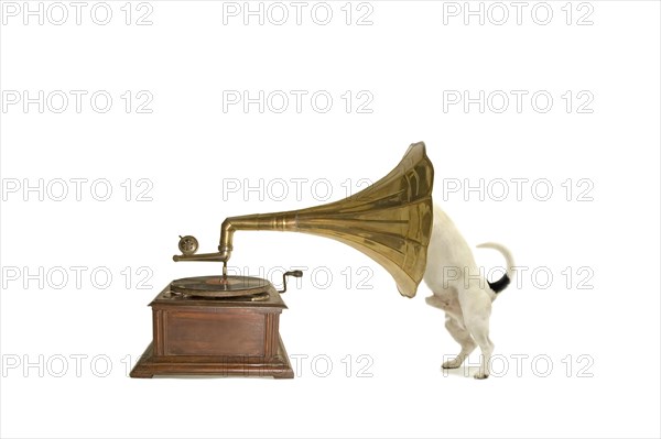 Jack Russell with gramophone