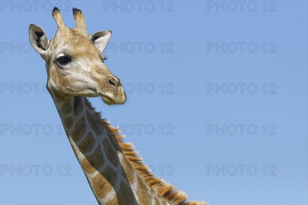 South African giraffe (Giraffa camelopardalis giraffa)