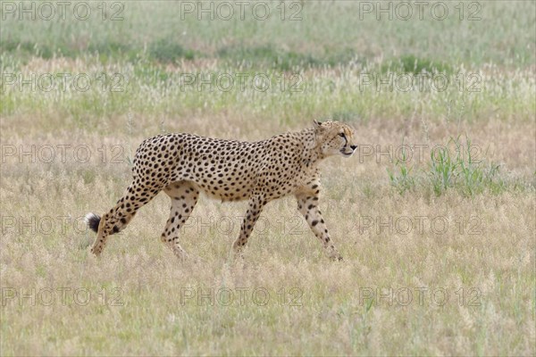 Cheetah (Acinonyx jubatus)