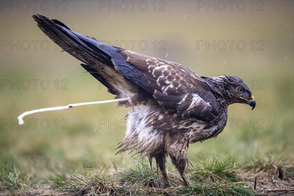 Steppe buzzard (Buteo buteo) defecating