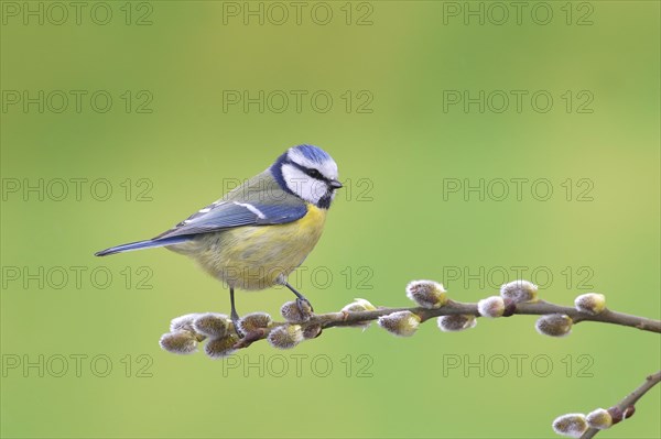 Blue tit (Parus caeruleus)