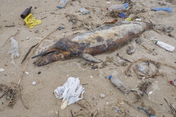 Dead Dolphin washed up on the sandy beach is surrounded by plastic garbage