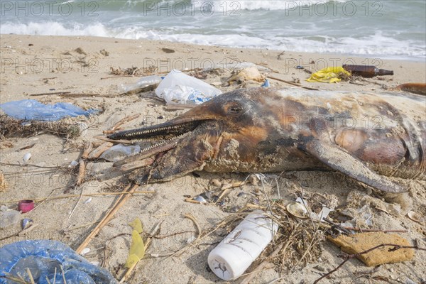 Dead Dolphin washed up on the sandy beach is surrounded by plastic garbage