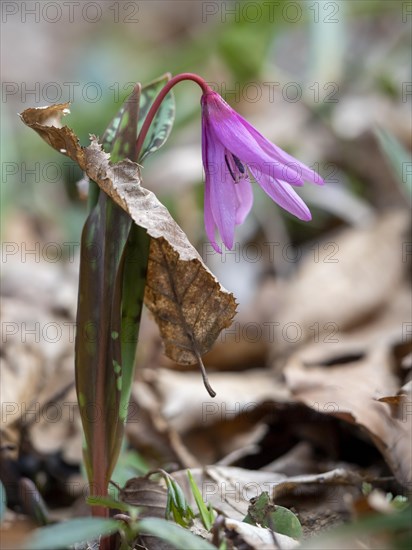 Dog's tooth violetlily (Erythronium dens-canis) bores through dry beech leaf