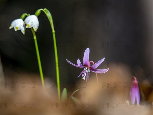 Dog's tooth violetlily (Erythronium dens-canis) next to Spring snowflake (Leucojum vernum)