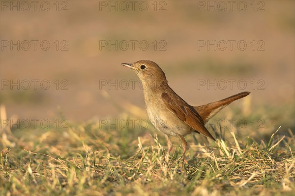 Nightingale (Luscinia megarhynchos) stands in the grass