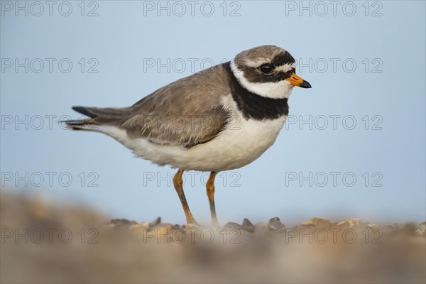 Ringed plover (Charadrius hiaticula) adult bird on a shingle beach